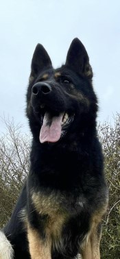 Elite Protection Dog Kyra