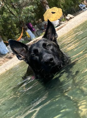 Elite Protection Dog Lobo swimming