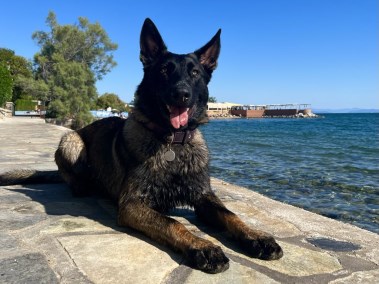 Elite Protection Dog Lobo