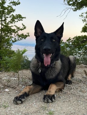 Elite Protection Dog Lobo