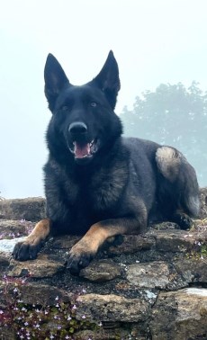 Elite Protection Dog Lobo