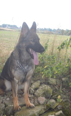 Elite Protection Dog Nala