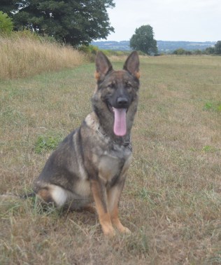 Elite Protection Dog Nala