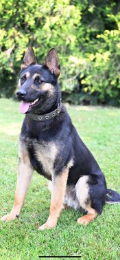 Elite Protection Dog Nick HTE