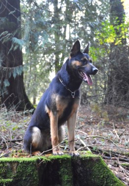 Elite Protection Dog Nick HTE