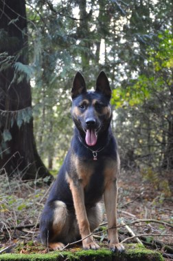 Elite Protection Dog Nick HTE