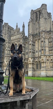 Elite Protection Dog Nick HTE