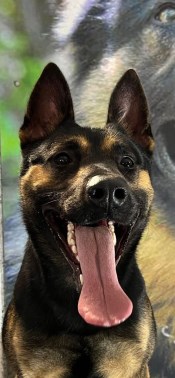 Elite Protection Dog Nick HTE