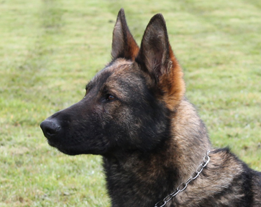 Elite Protection Dog - NICO