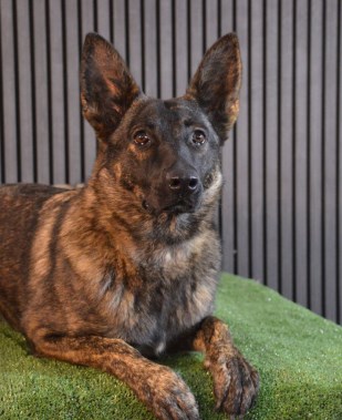 Elite Protection Dog Ophra Chimera Level 1