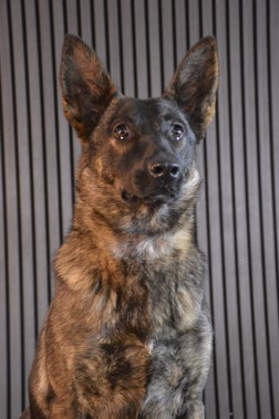Elite Protection Dog Ophra Chimera Level 1
