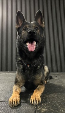 Elite Protection Dog Tristan