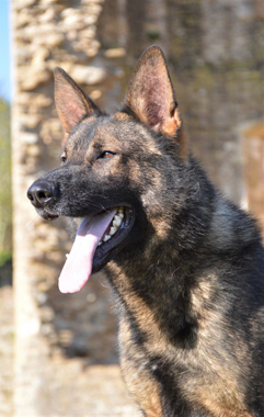 Elite Protection Dog Cyrius (vom Valborg)