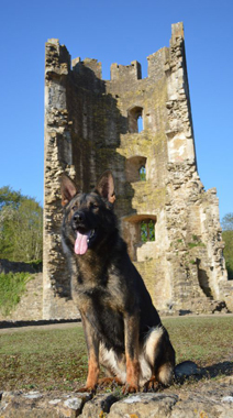 Elite Protection Dog Cyrius (vom Valborg)