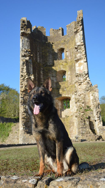 Elite Protection Dog Cyrius (vom Valborg)