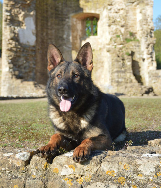 Elite Protection Dog Cyrius (vom Valborg)