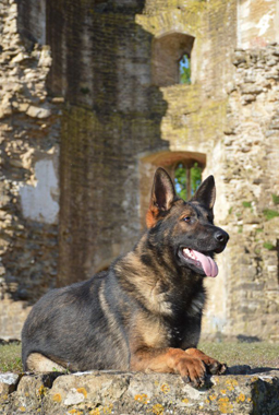 Elite Protection Dog Cyrius (vom Valborg)
