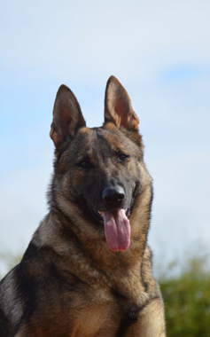 Elite Protection Dog Dana