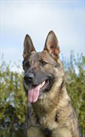 Elite Protection Dog Dana