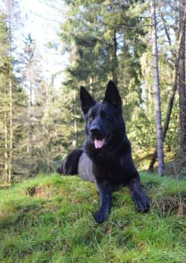 Elite Protection Dog Ixie 