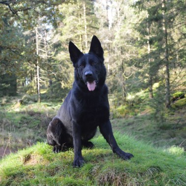 Elite Protection Dog Ixie 