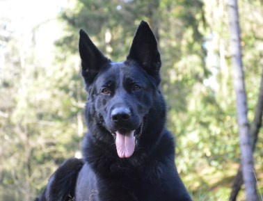 Elite Protection Dog Ixie 