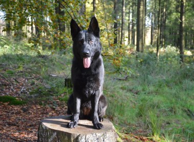 Elite Protection Dog Ixie 