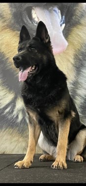 Elite Protection Dog Kyra