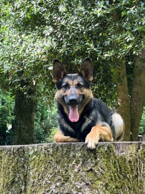 Elite Protection Dog Nova