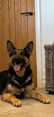 Elite Protection Dog Nova