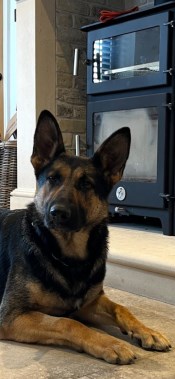Elite Protection Dog Nova