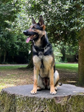 Elite Protection Dog Nova