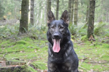 Elite Protection Dog Sam
