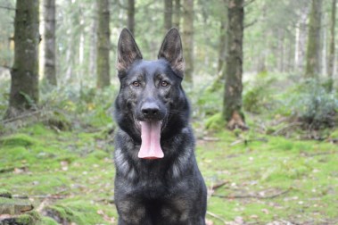Elite Protection Dog Sam