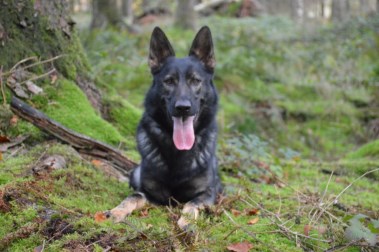 Elite Protection Dog Sam