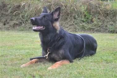 Elite Protection Dog Rommel