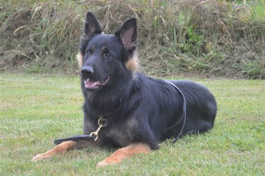 Elite Protection Dog Rommel