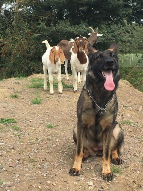 Elite Protection Dog Sassy with the goats
