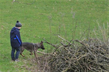 Elite Protection Dog Sassy out for a walk