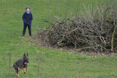 Elite Protection Dog Sassy out for a walk