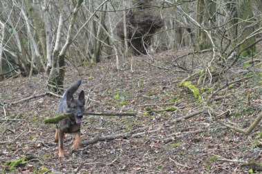 Elite Protection Dog Sassy out for a walk