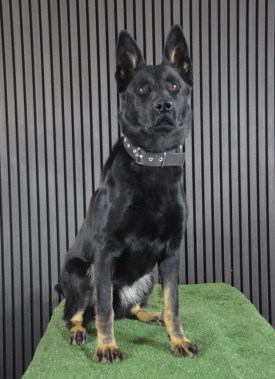 Elite Protection Dog Cherry
