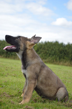 Elite Protection Dog - Storm (Vom Valborg)