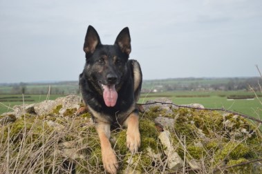 Elite Protection Dog Sylvie