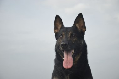 Elite Protection Dog Sylvie