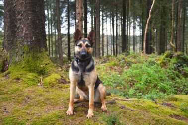 Elite Protection Dog Tazz HTE