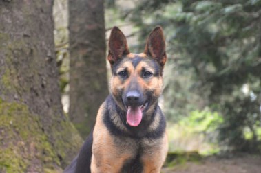 Elite Protection Dog Tazz HTE