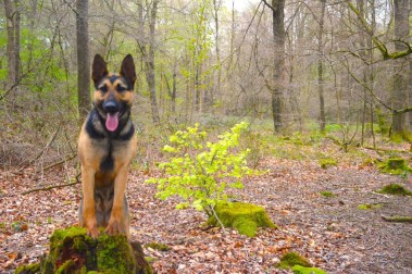 Elite Protection Dog Tazz HTE