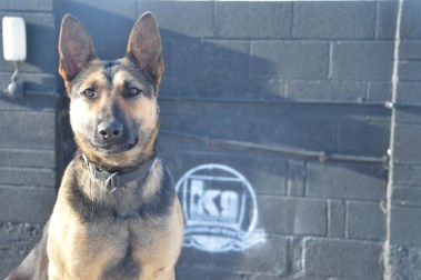 Elite Protection Dog Tazz HTE