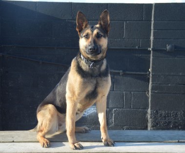 Elite Protection Dog Tazz HTE